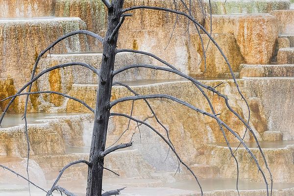 Jones, Adam 아티스트의 Dead tree and colorful terrace-Canary Spring-Mammoth Hot Springs-Yellowstone National Park-Wyoming작품입니다.